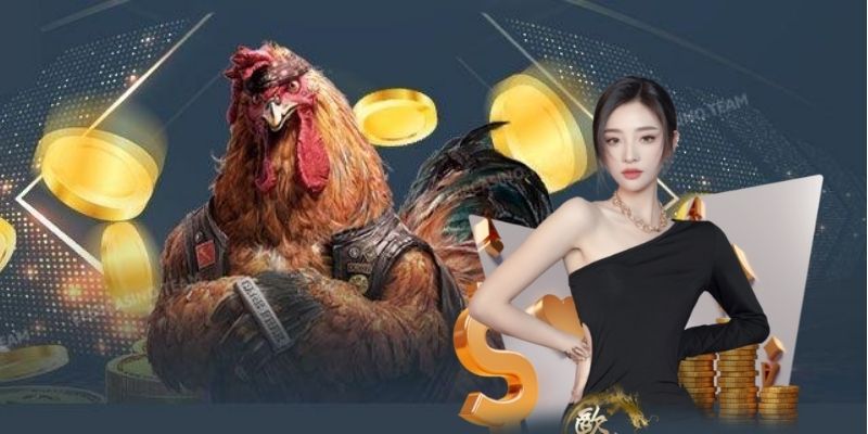 C1 quy tụ nhiều chiến kê khỏe mạnh C1 quy tụ nhiều chiến kê khỏe mạnh