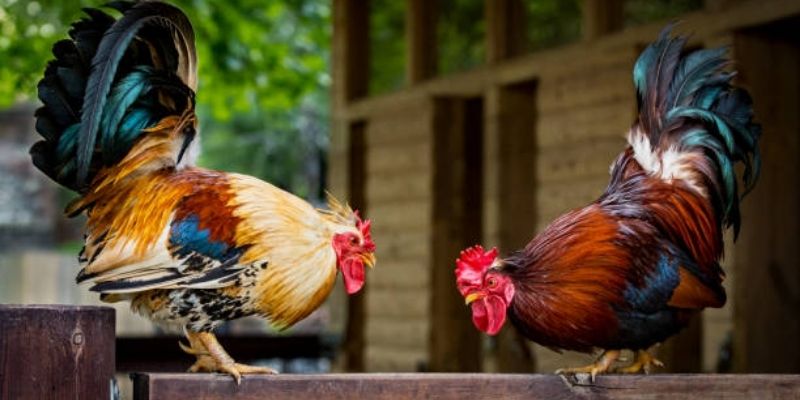Phân loại nhóm chiến kê trước khi bắt đầu Đá gà 69VN Phân loại nhóm chiến kê trước khi bắt đầu Đá gà 69VN