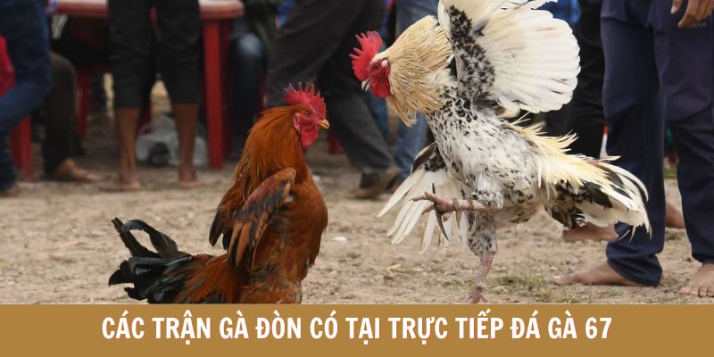 Các trận gà đòn có tại trực tiếp đá gà 67 Các trận gà đòn có tại trực tiếp đá gà 67