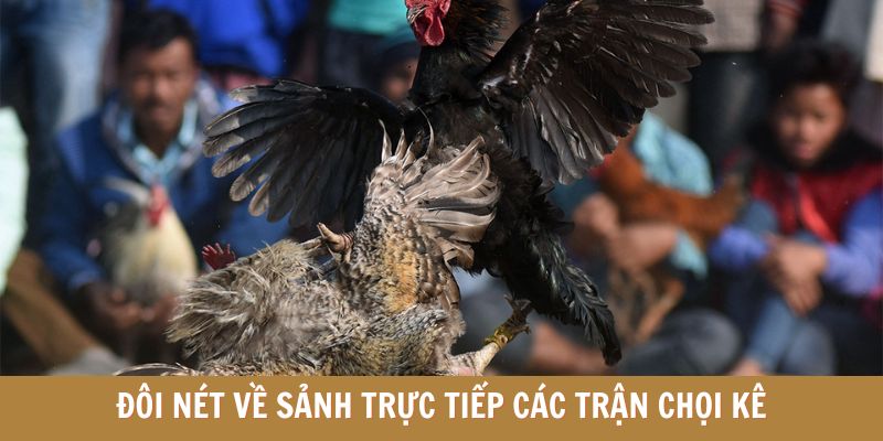 Đôi nét về sảnh trực tiếp các trận chọi kê Đôi nét về sảnh trực tiếp các trận chọi kê