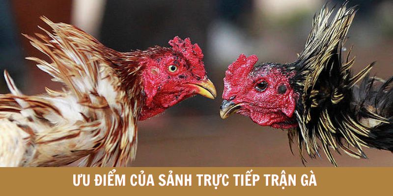 Ưu điểm của sảnh trực tiếp trận gà Ưu điểm của sảnh trực tiếp trận gà